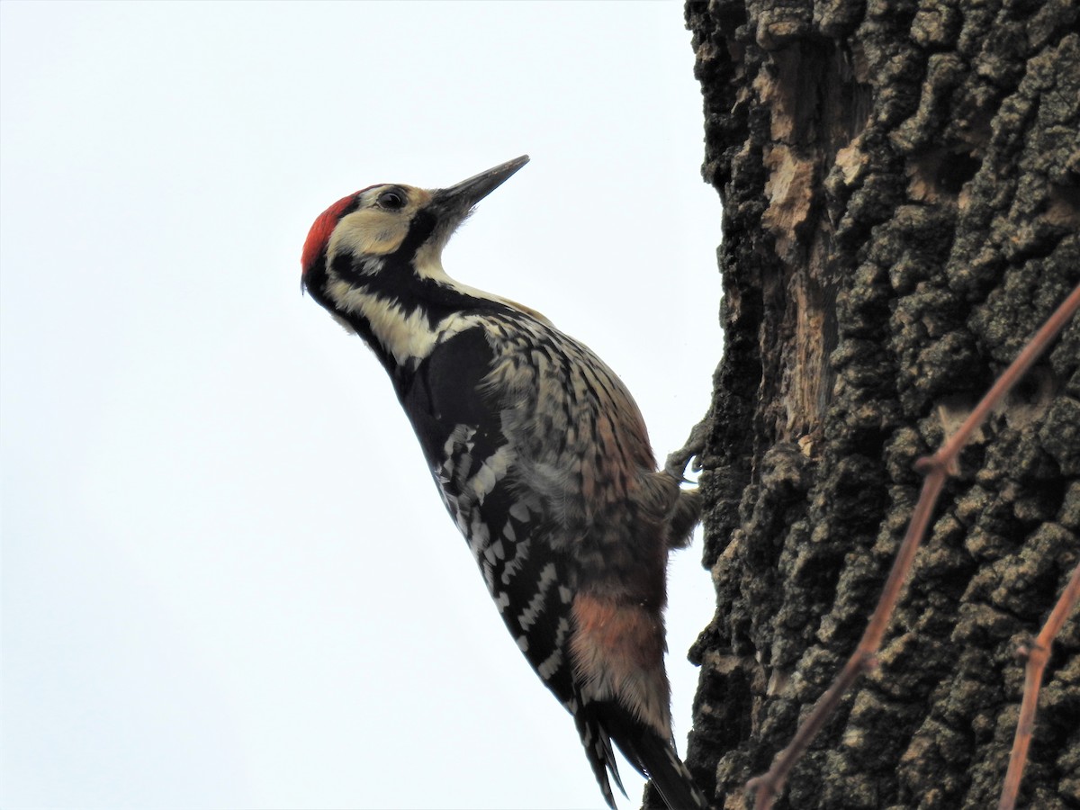 White-backed Woodpecker - ML410905691