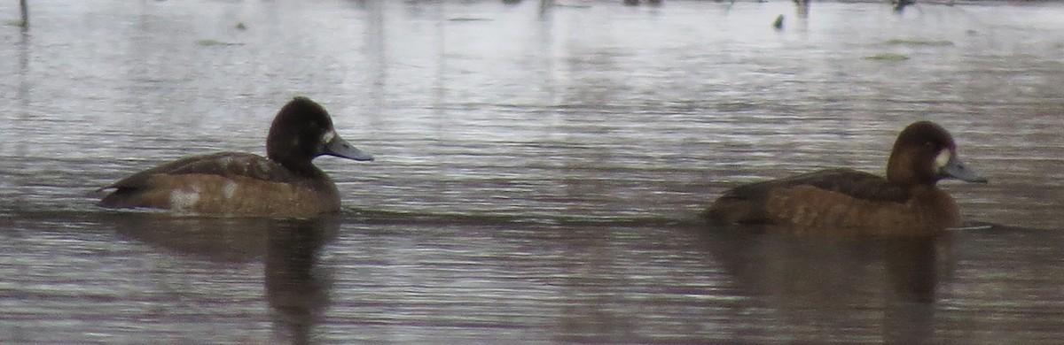 Lesser Scaup - Amy Lawes