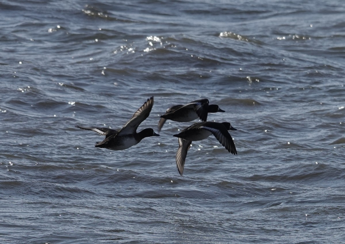 Greater Scaup - ML410917711