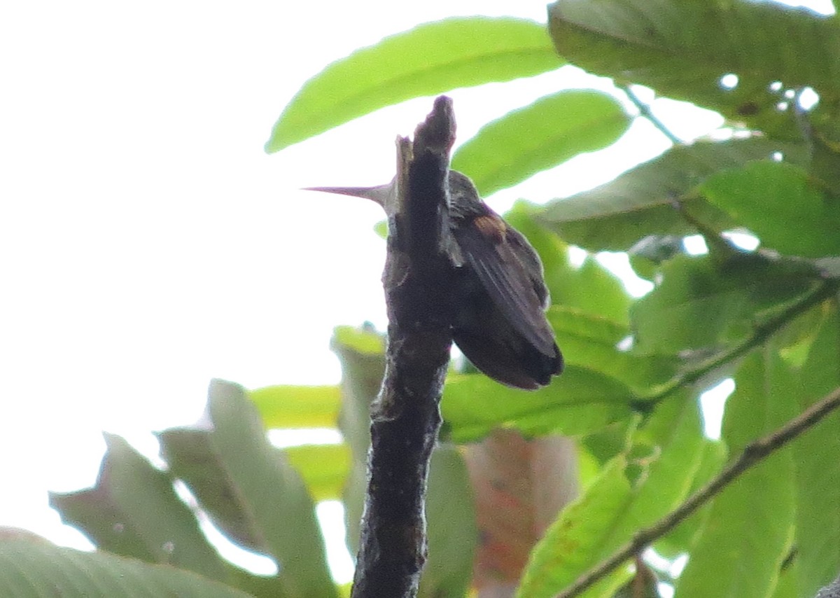 Stripe-tailed Hummingbird - ML410918831
