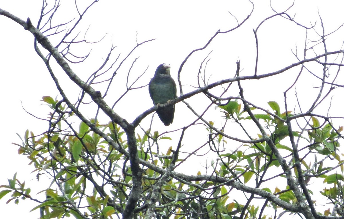 White-crowned Parrot - ML410919261