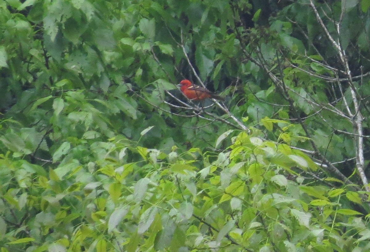 Flame-colored Tanager - ML410919511