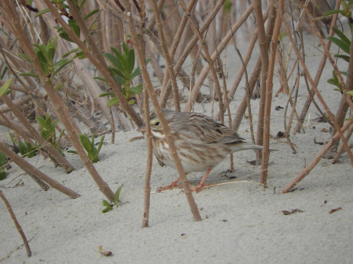 Savannah Sparrow (Ipswich) - ML410922411