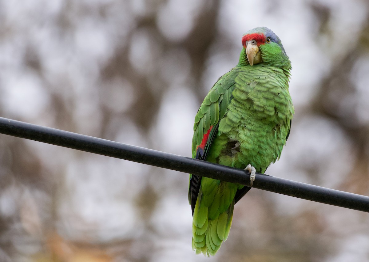 Lilac-crowned Parrot - ML410928121