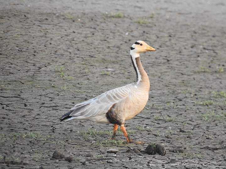 Bar-headed Goose - Ganeshwar S V