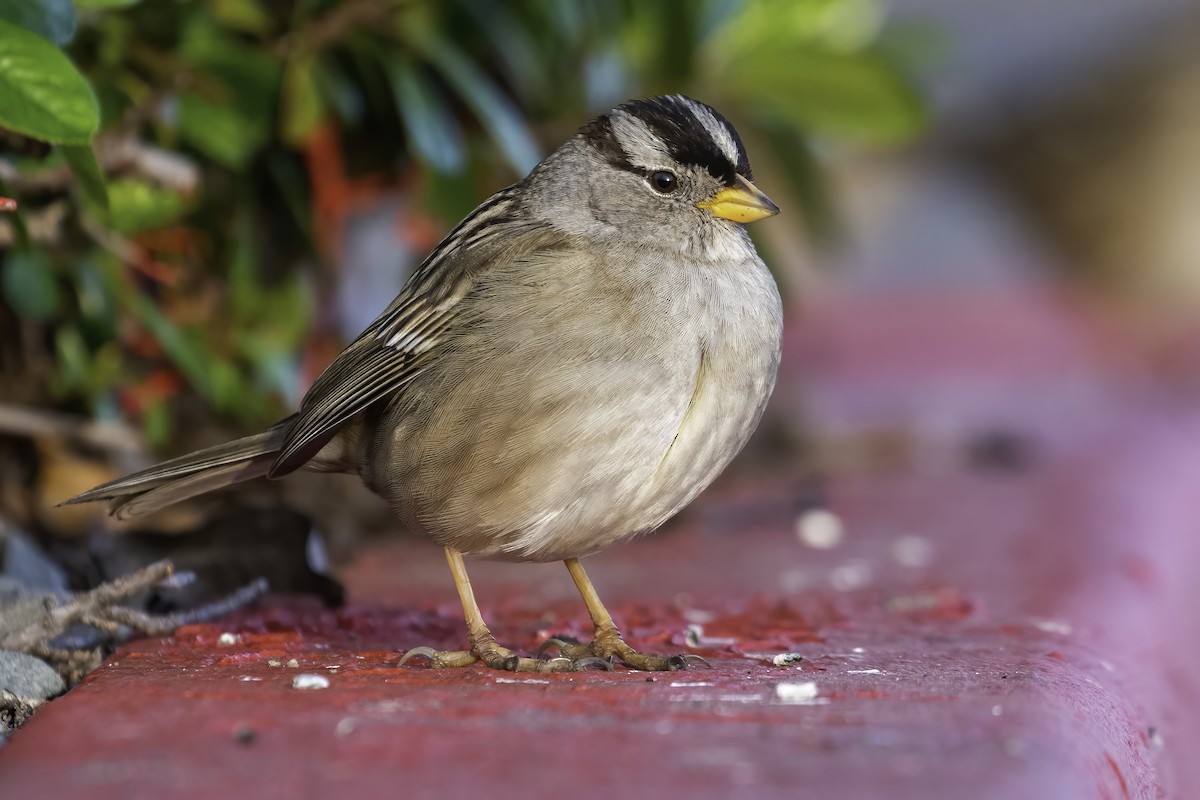 White-crowned Sparrow (pugetensis) - Connor Cochrane