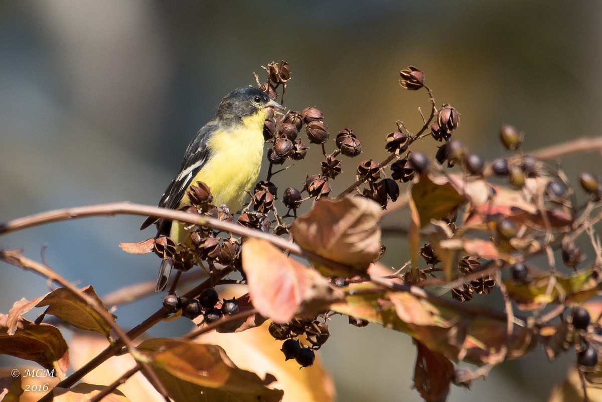 Lesser Goldfinch - Mary Catherine Miguez