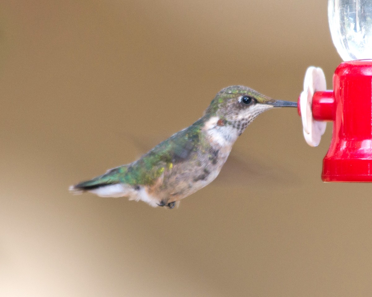 Ruby-throated Hummingbird - ML410940821