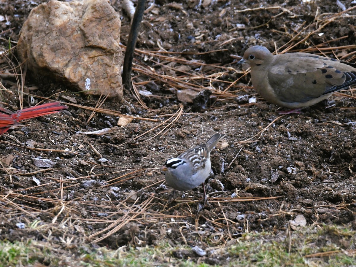 White-crowned Sparrow - ML410944001