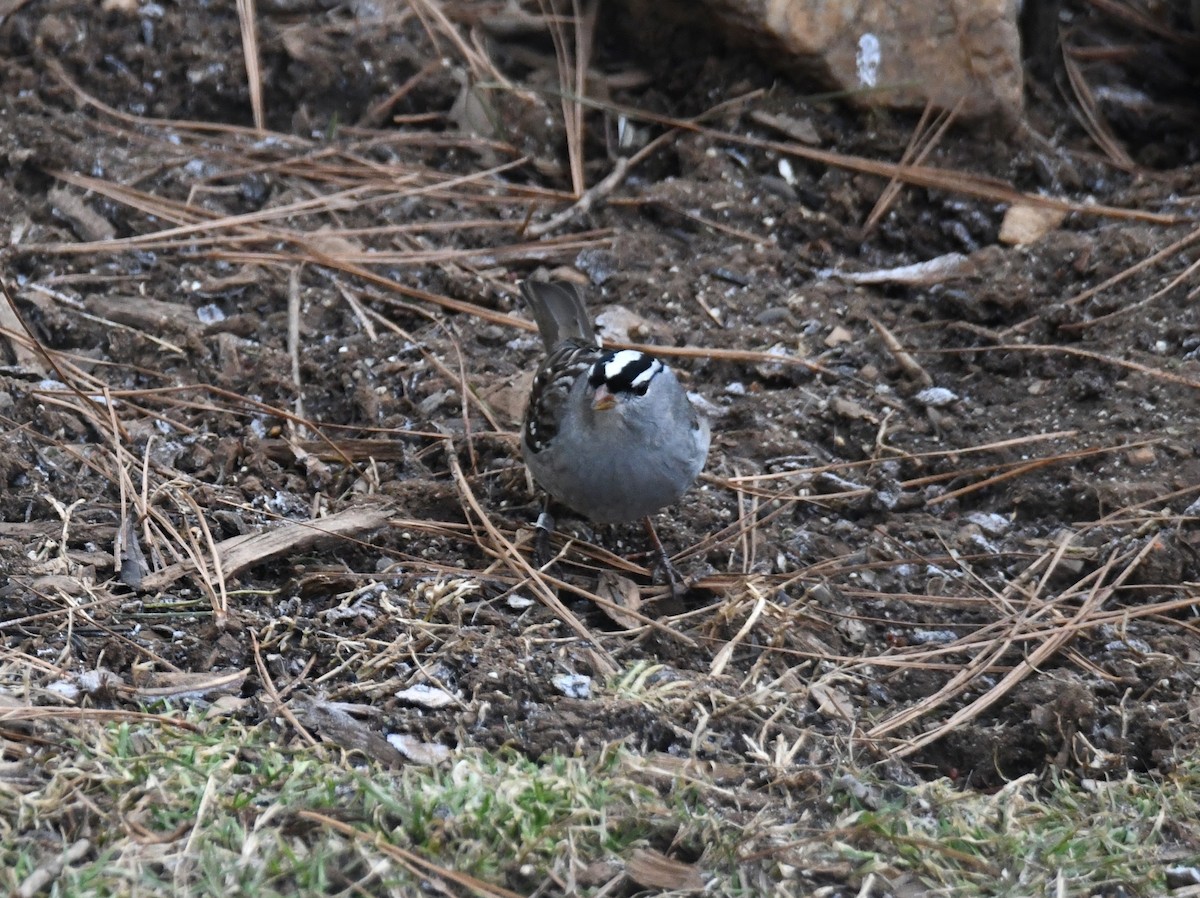 White-crowned Sparrow - ML410944111