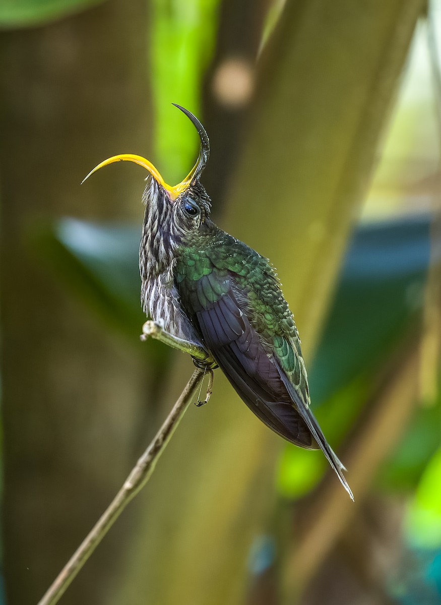 kolibřík orlozobec - ML410944861