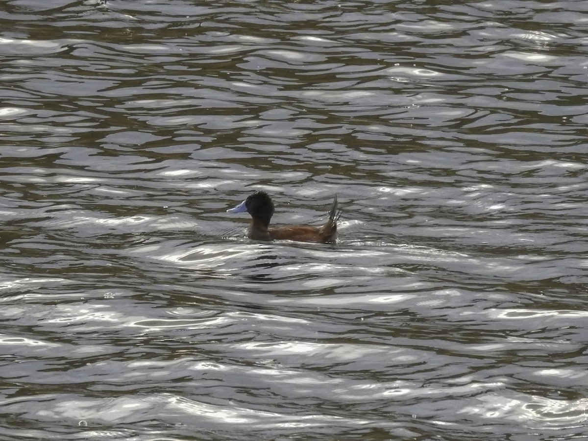 Andean/Lake Duck - ML410948181