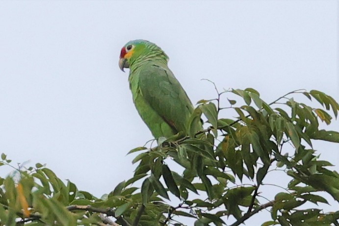 Red-lored Parrot - ML410955191