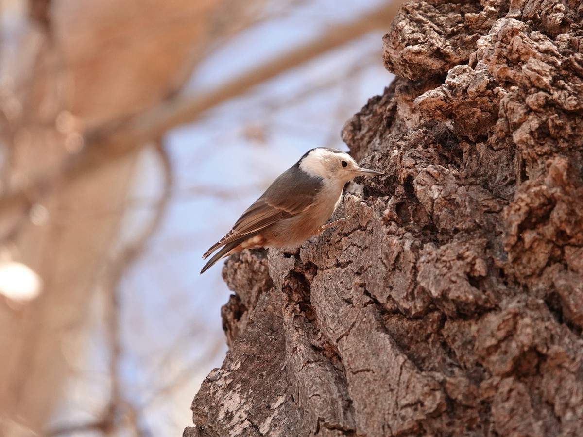 White-breasted Nuthatch - Mike Woodall