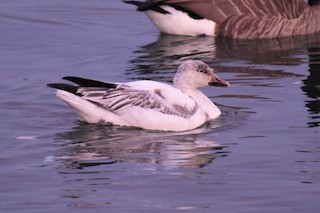 Snow Goose, ML410967591