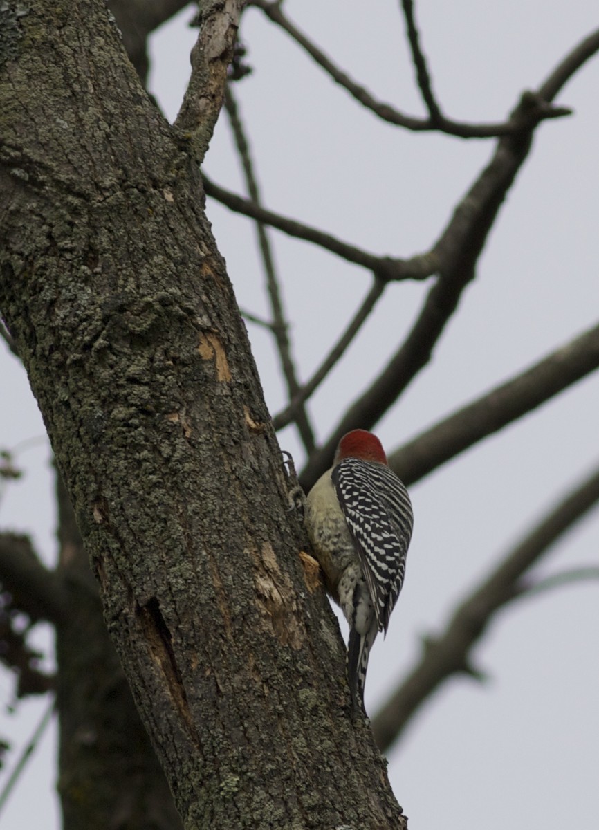 Red-bellied Woodpecker - ML41097081