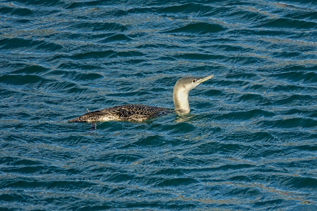 Red-throated Loon - ML410975521