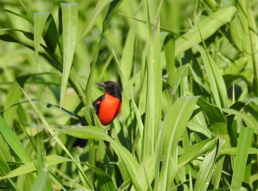 Red-breasted Meadowlark - John W. Cobb