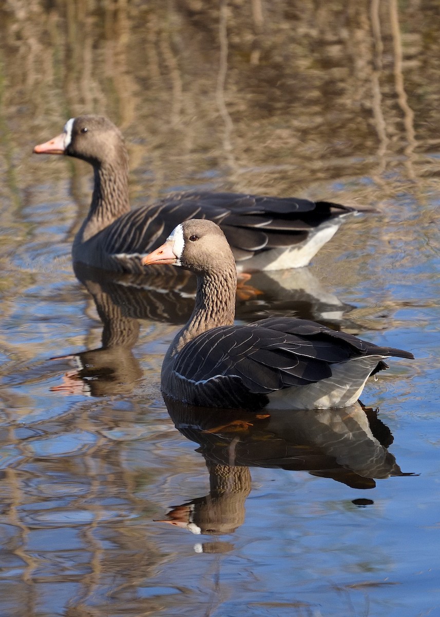 Greater White-fronted Goose - ML410977341