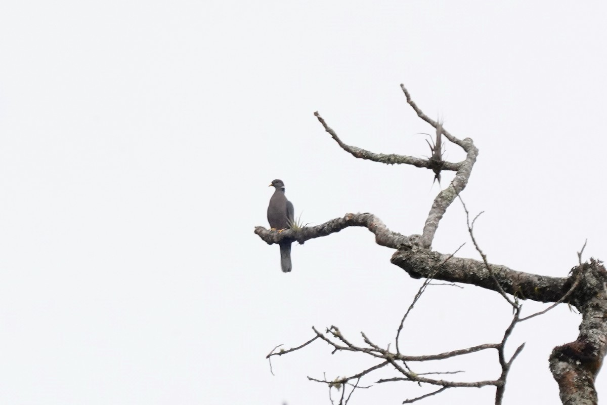 Band-tailed Pigeon - ML410982731