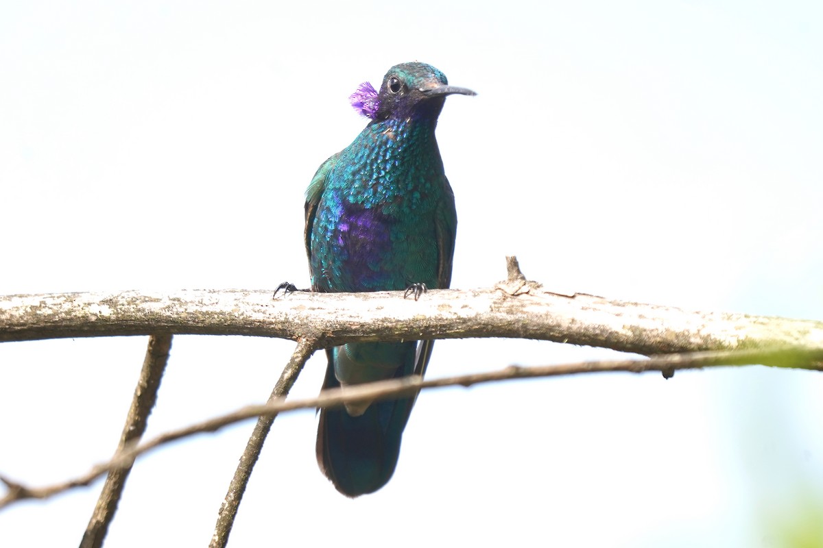 kolibřík modrolící - ML410982881