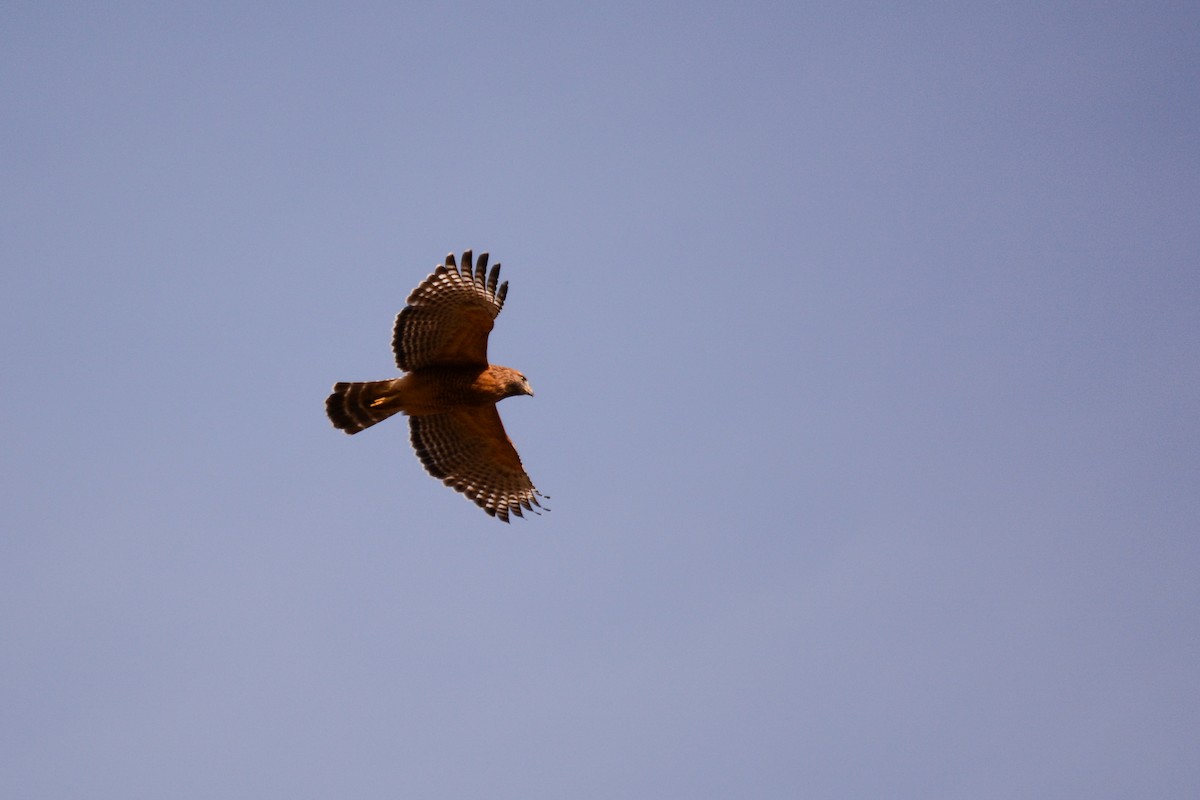 Red-shouldered Hawk (lineatus Group) - Patrick Maurice
