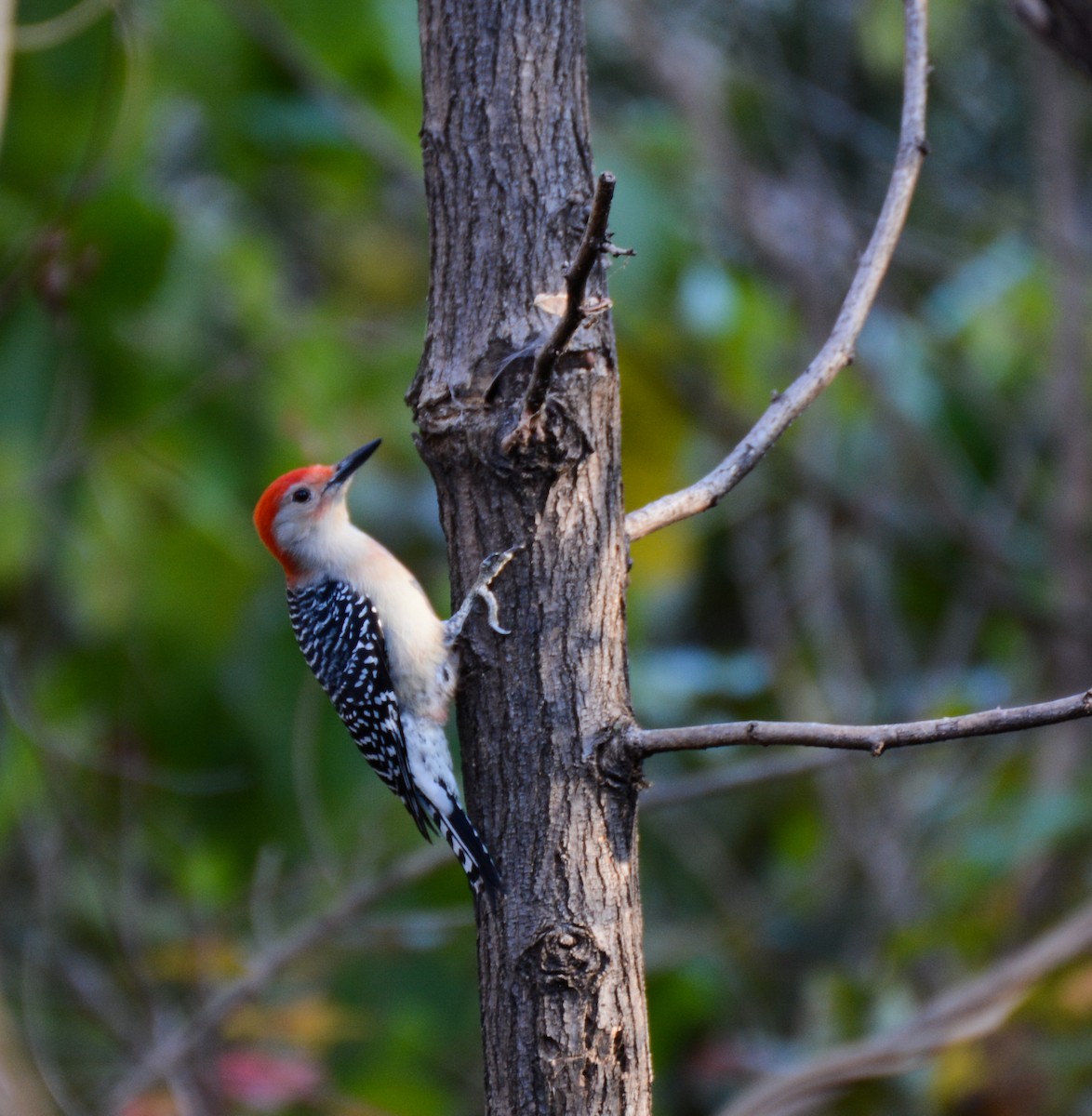 Red-bellied Woodpecker - Patrick Maurice