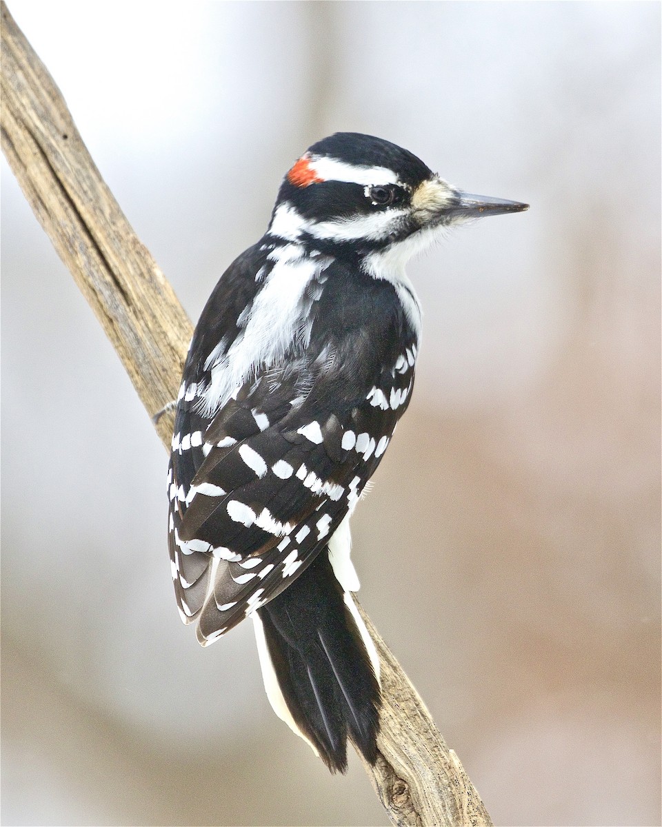 Hairy Woodpecker - ML410996831