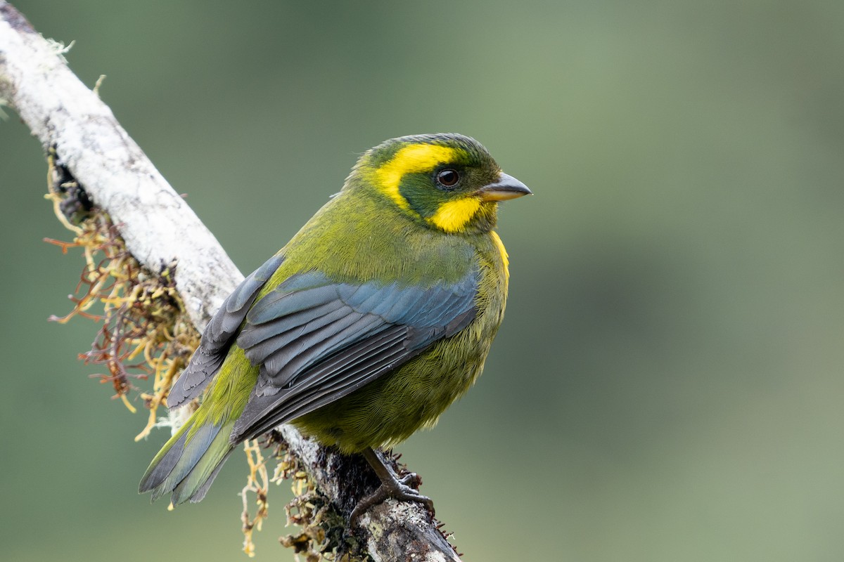 Gold-ringed Tanager - ML410997961