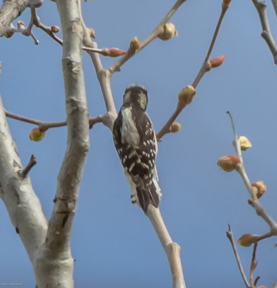 Downy Woodpecker - Maury Swoveland