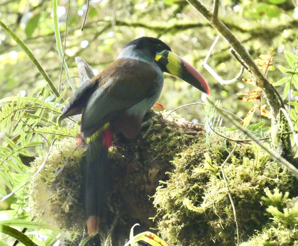 Gray-breasted Mountain-Toucan - ML411006781