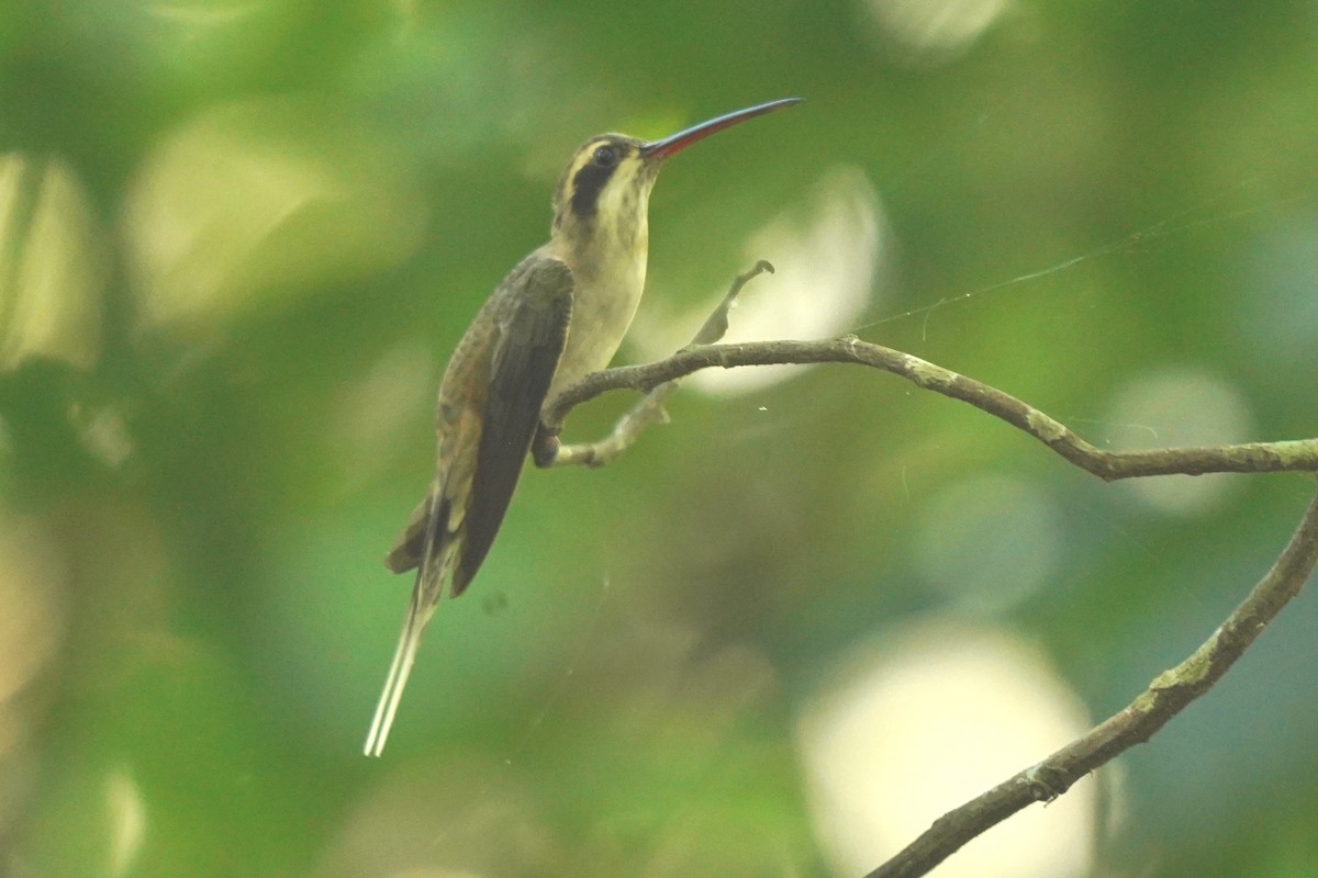 kolibřík světlebřichý - ML411008221