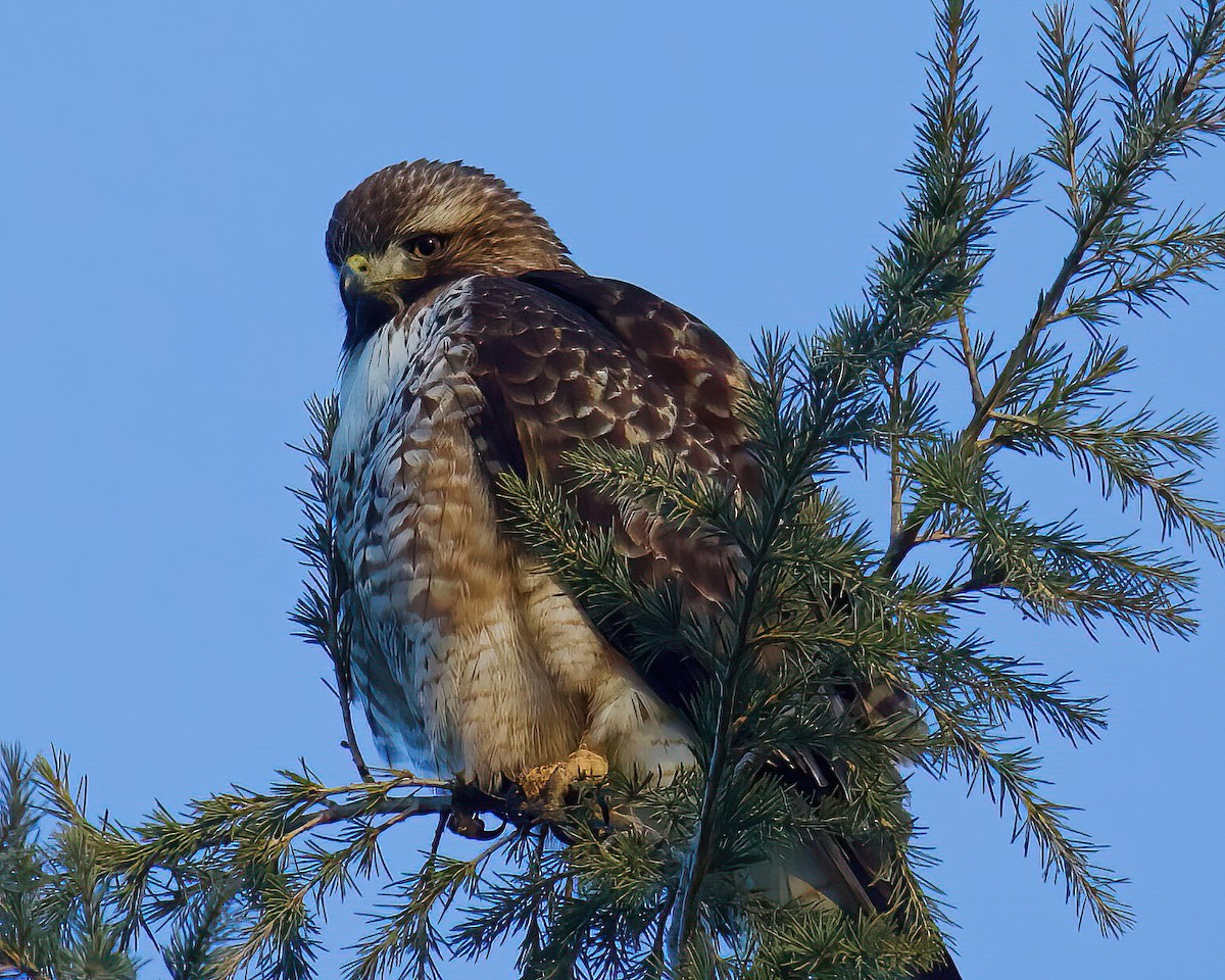 Red-tailed Hawk - ML411013681