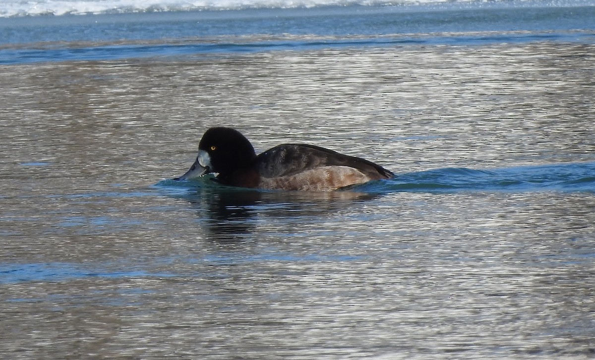 Greater Scaup - ML411017901