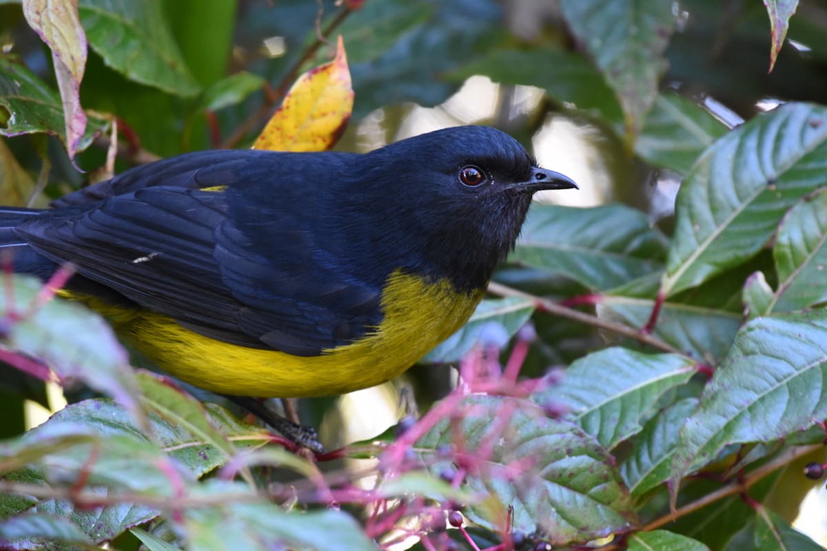 Black-and-yellow Silky-flycatcher - ML411019161