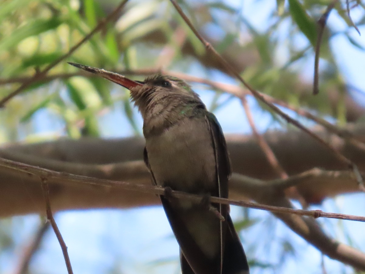 Broad-billed Hummingbird - ML411019471