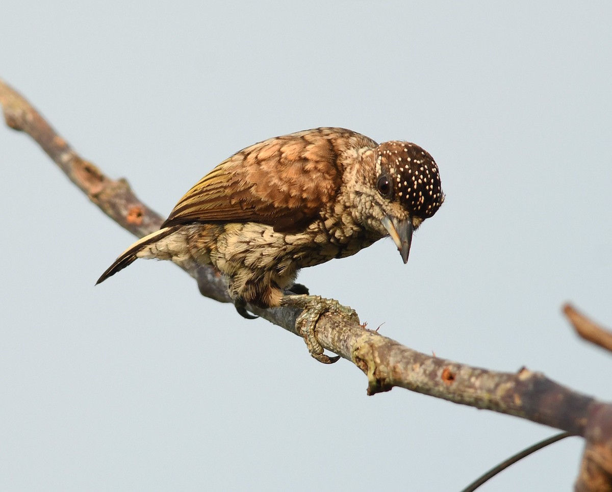 Scaled Piculet - ML411021601