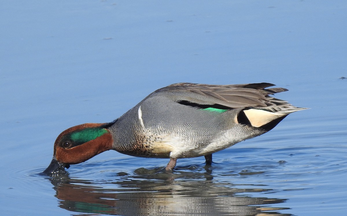Green-winged Teal - ML411026441