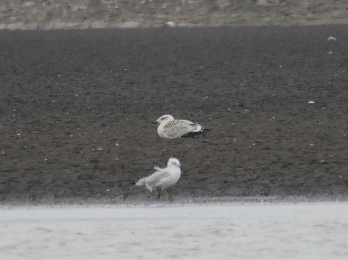 Great Black-backed Gull - ML411027831