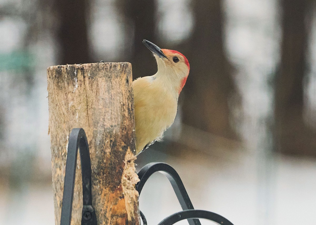 Red-bellied Woodpecker - ML411028171