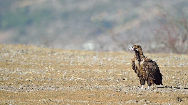 Breeding habitat; Bolu, Türkiye - Cinereous Vulture - 