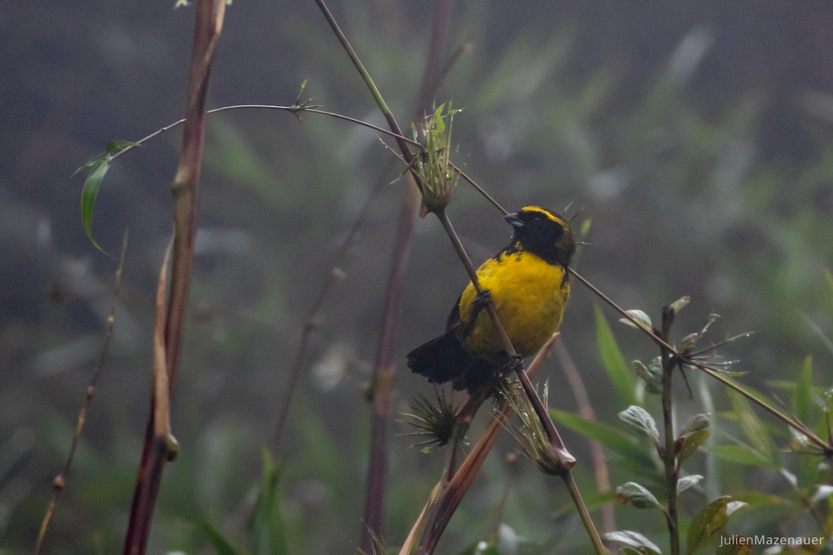 Masked Mountain Tanager - Julien Mazenauer | Ornis Birding Expeditions