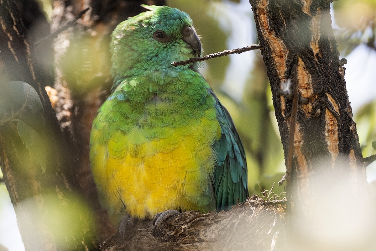Red-rumped Parrot - ML411039861