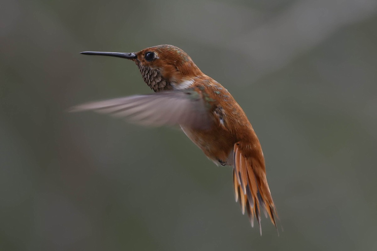 Rufous Hummingbird - ML411042551