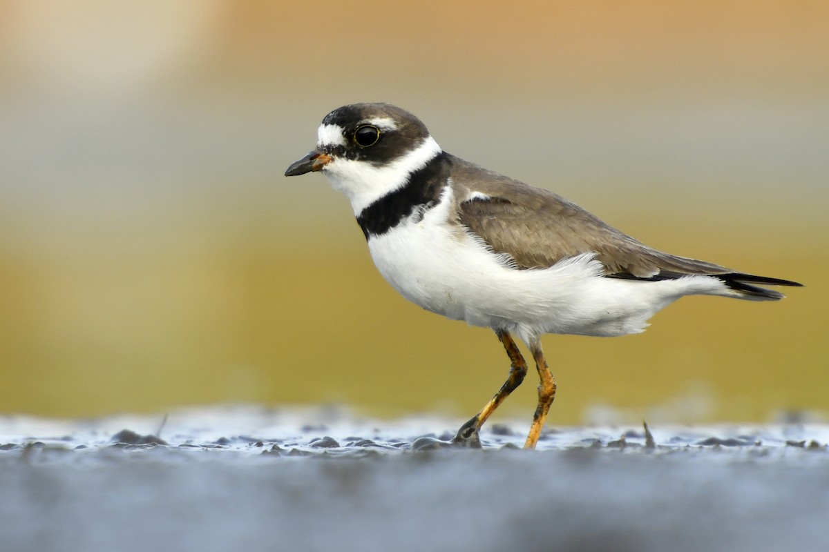 Semipalmated Plover - ML411048001