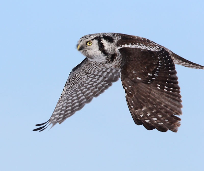 Northern Hawk Owl - Wilson Hum