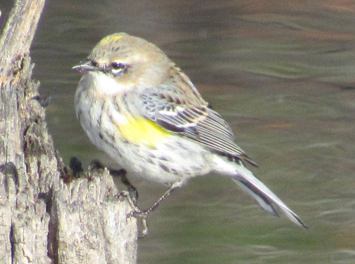 Yellow-rumped Warbler - Cathy Wennerth