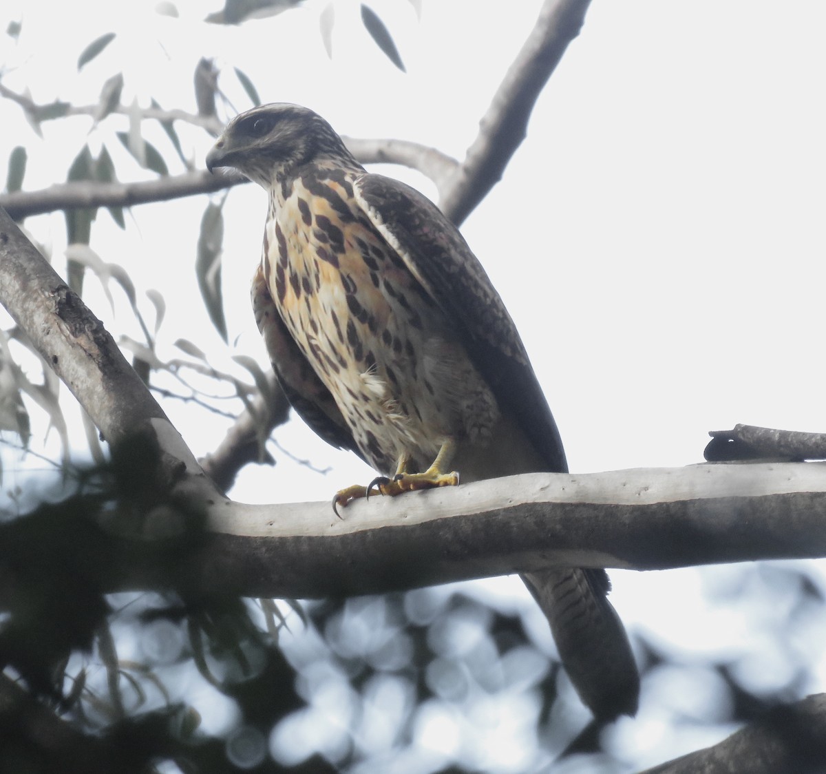 Harris's Hawk (Bay-winged) - ML411064831