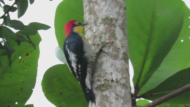 Yellow-fronted Woodpecker - ML411065981