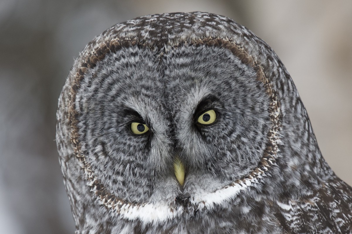 Great Gray Owl - Josiah Verbrugge